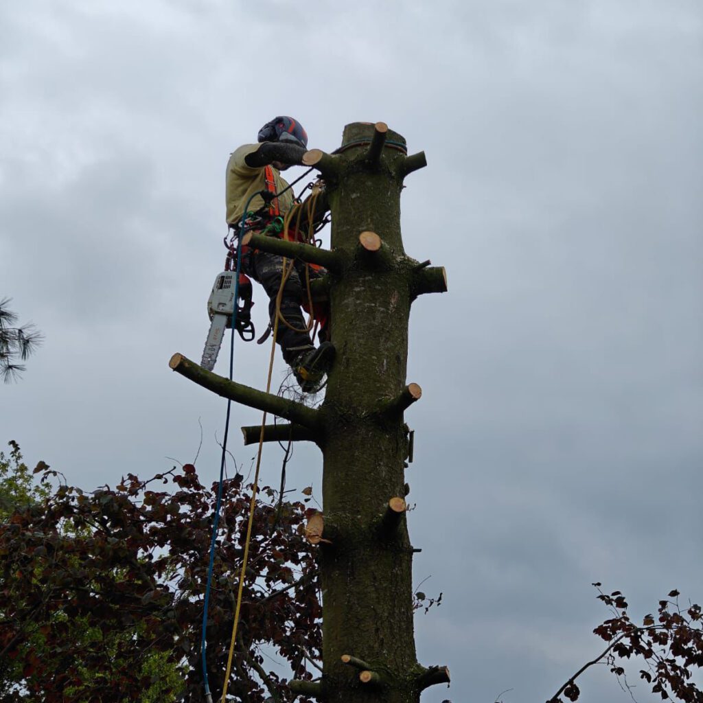 Vellen en verwijderen van bomen