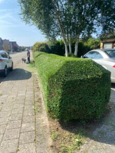 1. Snoei op een bewolkte dag: