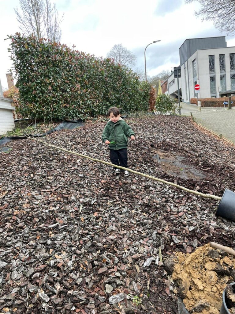 Rode meidoorn planten