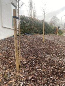 2. Plant de boom op een licht verhoogd bed