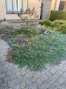 2. Plant in oneven aantallen (3, 5, 7)