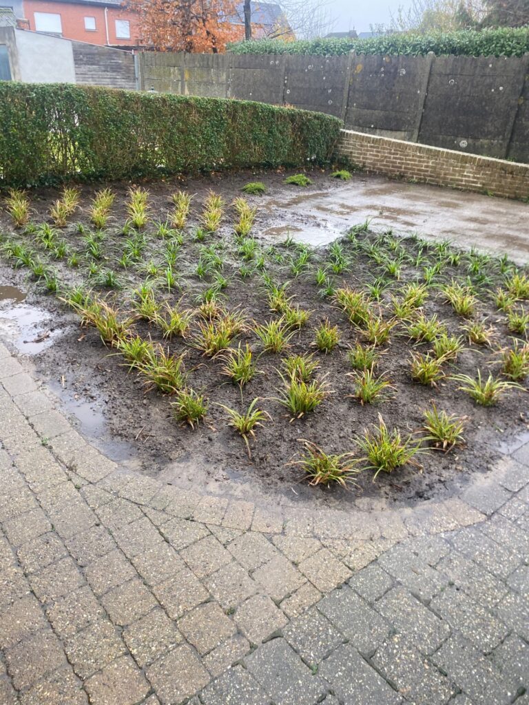 Beplanting voortuin